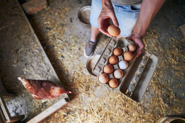 Egg Tray in the Farm